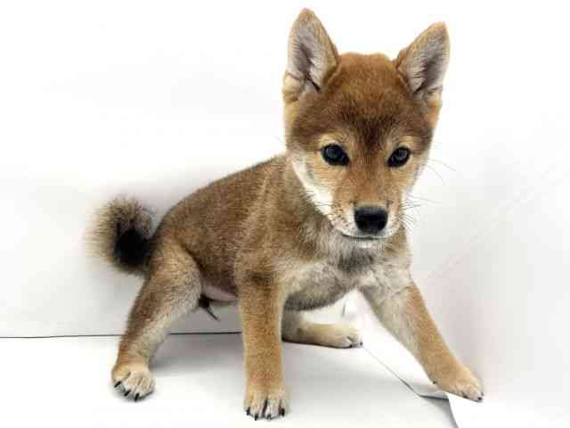 兵庫県の柴犬(標準サイズ) (ひごペットフレンドリークラウンパーク伊丹店/2025年6月6日生まれ/女の子/赤)の子犬の2枚目の画像