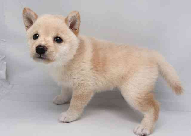 鳥取県の柴犬(標準サイズ) (ひごペットフレンドリーイオンモール鳥取北店/2025年6月8日生まれ/女の子/白)の子犬の2枚目の画像