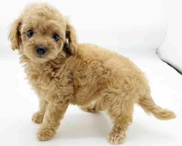 兵庫県のハーフ犬・ミックス犬 (ひごペットフレンドリーコロワ甲子園店/2025年6月11日生まれ/女の子/レッド)の子犬の2枚目の画像