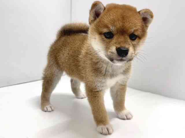 奈良県の柴犬(標準サイズ) (ひごペットフレンドリー奈良パワーシティ店/2025年6月14日生まれ/女の子/赤)の子犬の2枚目の画像