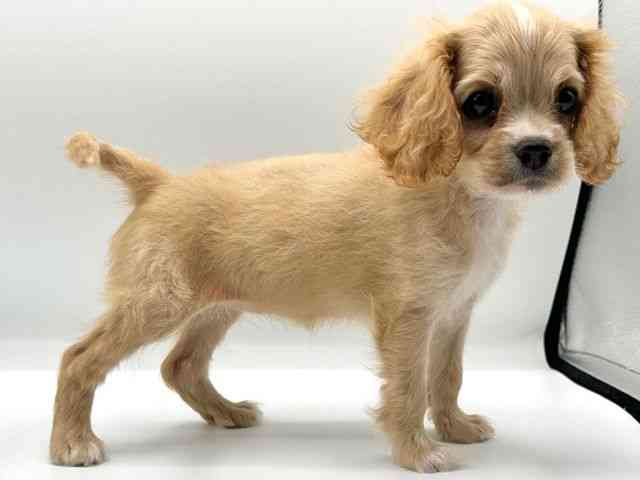愛知県のハーフ犬・ミックス犬 (ひごペットフレンドリープライムツリー赤池店/2025年6月15日生まれ/女の子/クリーム)の子犬の2枚目の画像