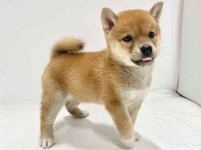 高知県の柴犬(標準サイズ) (ひごペットフレンドリーイオンモール高知店/2025年6月15日生まれ/男の子/赤)の子犬の2枚目の画像