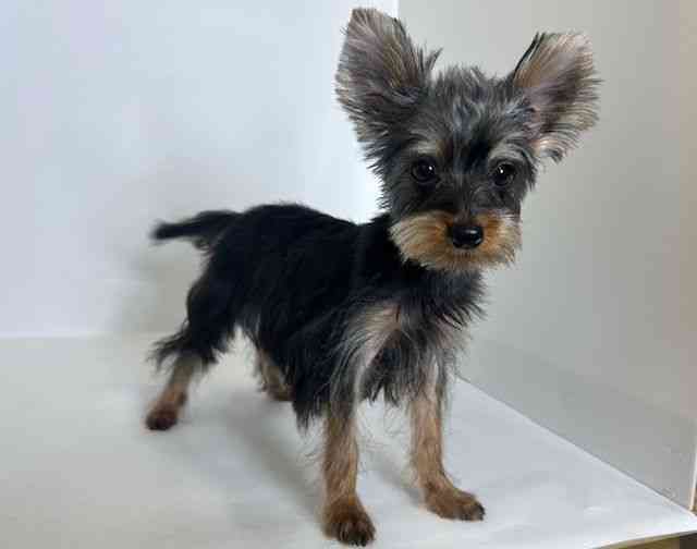 大阪府のヨークシャーテリア (ひごペットフレンドリーアクロスプラザ住之江店/2025年6月12日生まれ/男の子/スチールブルータン)の子犬の2枚目の画像