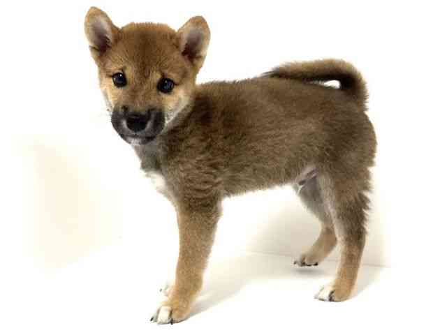 愛知県の柴犬(標準サイズ) (ひごペットフレンドリーイトーヨーカドー知多店/2025年6月18日生まれ/男の子/赤)の子犬の2枚目の画像