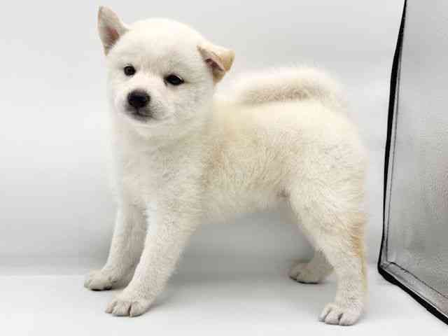 大阪府の柴犬(標準サイズ) (ひごペットフレンドリーららぽーとEXPOCITY店/2025年6月10日生まれ/女の子/白)の子犬の2枚目の画像