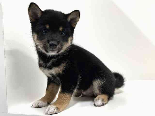 奈良県の柴犬(標準サイズ) (ひごペットフレンドリーイオンモール橿原ウエストビレッジ店/2025年6月17日生まれ/男の子/黒)の子犬の2枚目の画像