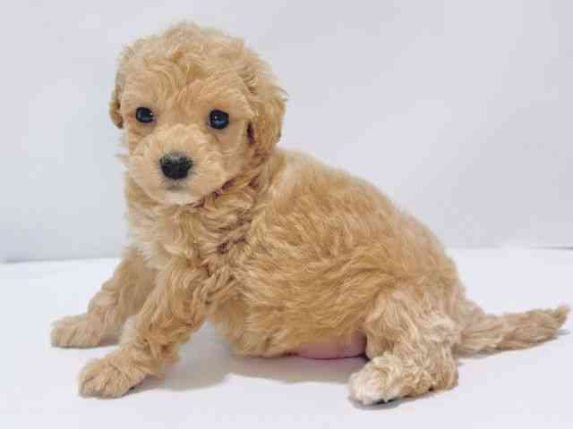 大阪府のハーフ犬・ミックス犬 (ひごペットフレンドリーイズミヤショッピングセンター千里丘店/2025年6月21日生まれ/男の子/アプリコット)の子犬の2枚目の画像