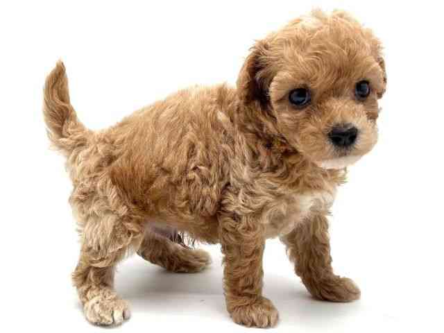 大阪府のハーフ犬・ミックス犬 (ひごペットフレンドリーみのおキューズモール店/2025年6月21日生まれ/男の子/アプリコット)の子犬の2枚目の画像