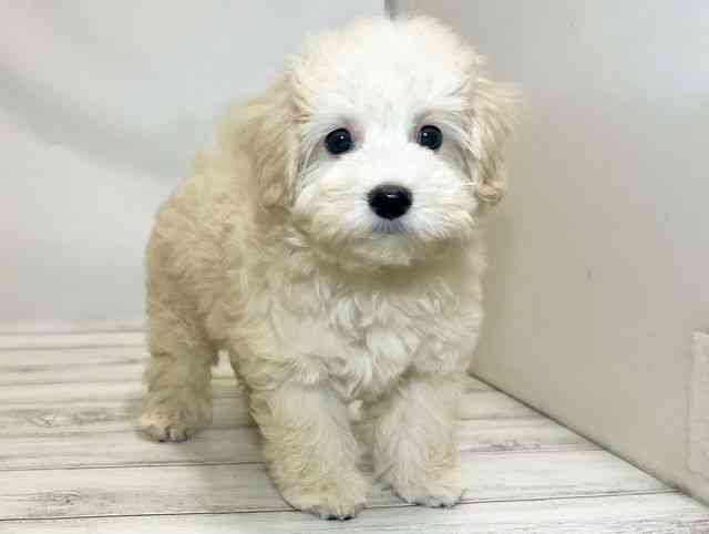 和歌山県のハーフ犬・ミックス犬 (ひごペットフレンドリーパームシティ和歌山店/2025年6月22日生まれ/女の子/クリーム)の子犬の2枚目の画像