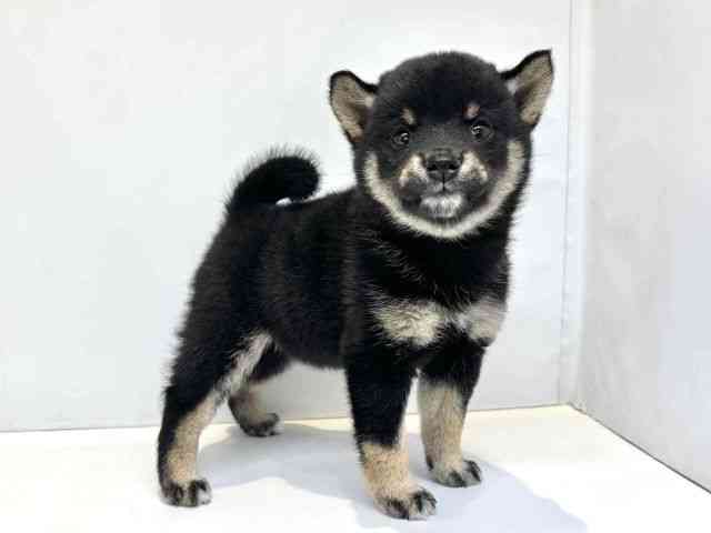 大阪府の柴犬(標準サイズ) (ひごペットフレンドリーセブンパーク天美店/2025年6月21日生まれ/女の子/黒)の子犬の2枚目の画像