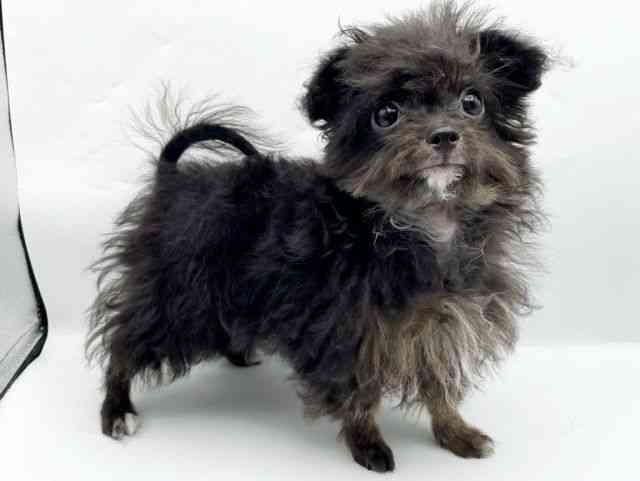 奈良県のチワプー/プーチー(チワワ×プードル) (ひごペットフレンドリートナリエ大和高田店/2025年6月18日生まれ/男の子/ブラックホワイト)の子犬の2枚目の画像