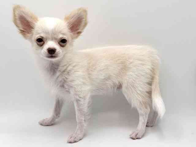 大阪府のチワワ(ロング) (ひごペットフレンドリーみのおキューズモール店/2025年6月23日生まれ/男の子/クリームホワイト)の子犬の2枚目の画像