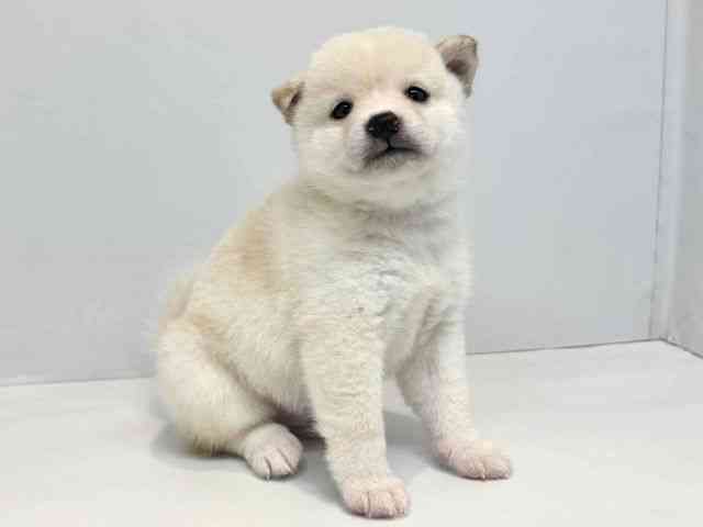 大阪府の柴犬(標準サイズ) (ひごペットフレンドリーセブンパーク天美店/2025年6月24日生まれ/男の子/白)の子犬の2枚目の画像