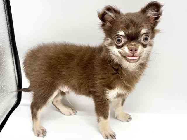 大阪府のチワワ(ロング) (ひごペットフレンドリーイオンタウン豊中庄内店/2025年6月29日生まれ/男の子/チョコレートタン)の子犬の2枚目の画像