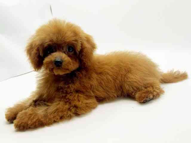 奈良県のトイプードル(トイ) (ひごペットフレンドリー奈良パワーシティ店/2025年6月28日生まれ/女の子/レッド)の子犬の2枚目の画像