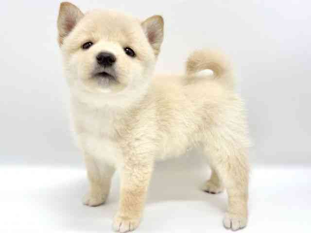 大阪府の柴犬(標準サイズ) (ひごペットフレンドリーイオンタウン豊中庄内店/2025年6月30日生まれ/男の子/白)の子犬の2枚目の画像