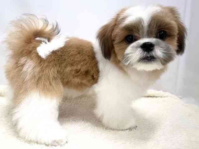 広島県のマルズー/マルシーズ(マルチーズ×シーズー) (ひごペットフレンドリーゆめタウン廿日市店/2025年6月30日生まれ/男の子/ゴールドホワイト)の子犬の2枚目の画像