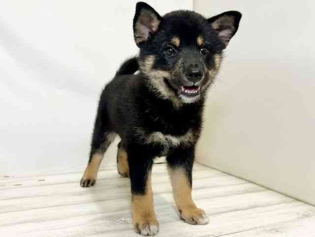 和歌山県の柴犬(標準サイズ) (ひごペットフレンドリーパームシティ和歌山店/2025年6月25日生まれ/女の子/黒)の子犬の2枚目の画像