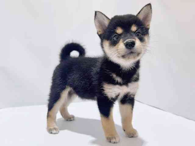大阪府の柴犬(標準サイズ) (ひごペットフレンドリーイズミヤショッピングセンター千里丘店/2025年7月5日生まれ/女の子/黒)の子犬の2枚目の画像