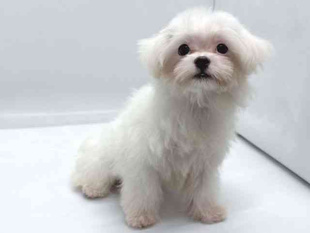 京都府のマルチーズ (ひごペットフレンドリー京都店/2025年7月5日生まれ/男の子/ホワイト)の子犬の2枚目の画像