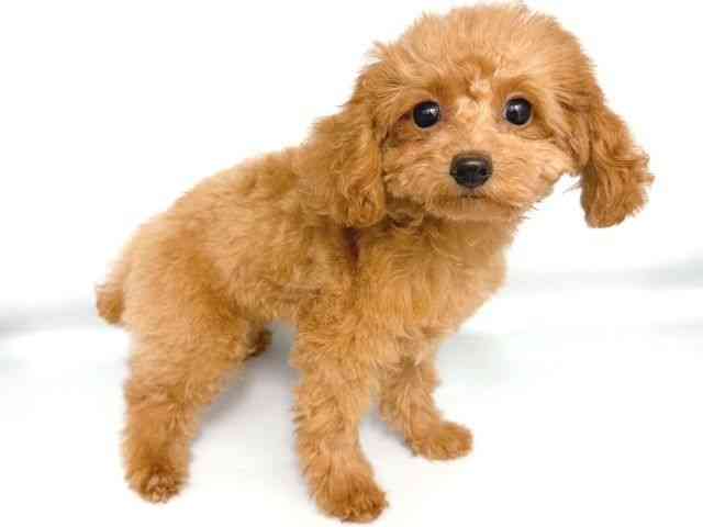 大阪府のトイプードル(トイ) (ひごペットフレンドリー岸和田店/2025年7月8日生まれ/女の子/アプリコット)の子犬の2枚目の画像