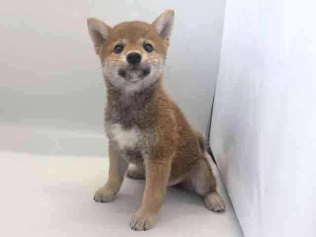 京都府の柴犬(標準サイズ) (ひごペットフレンドリー京都店/2025年7月12日生まれ/男の子/赤)の子犬の2枚目の画像