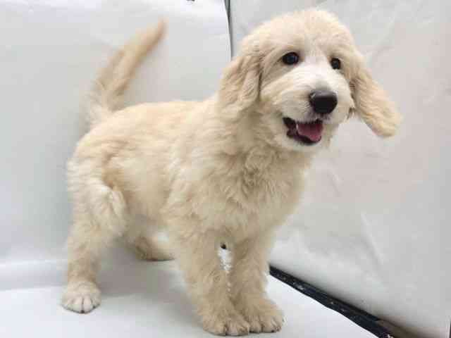 京都府のゴールデンドゥードゥル(ゴールデン×プードル) (ひごペットフレンドリー京都店/2025年7月9日生まれ/男の子/ゴールデン)の子犬の2枚目の画像