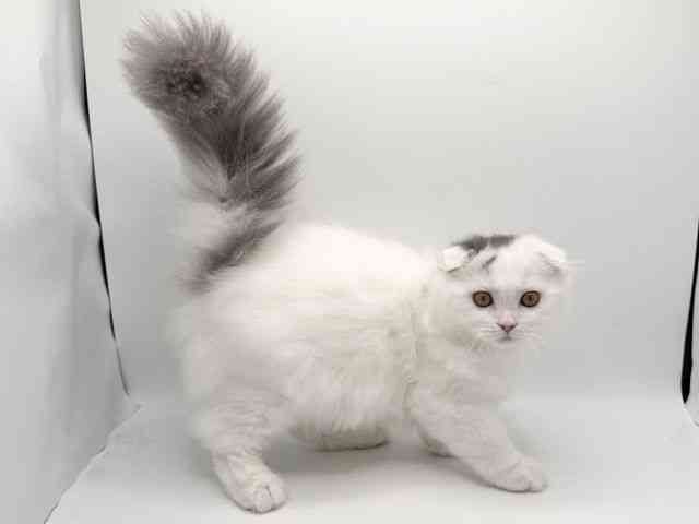 大阪府のスコティッシュフォールド (ひごペットフレンドリーみのおキューズモール店/2025年7月13日生まれ/男の子/ブルータビーホワイト)の子猫の2枚目の画像