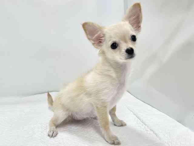 高知県のチワマル/マルチワ(チワワ×マルチーズ) (ひごペットフレンドリーイオンモール高知店/2025年7月13日生まれ/女の子/クリーム)の子犬の2枚目の画像