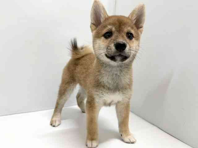 奈良県の柴犬(標準サイズ) (ひごペットフレンドリー奈良パワーシティ店/2025年7月14日生まれ/女の子/赤)の子犬の2枚目の画像