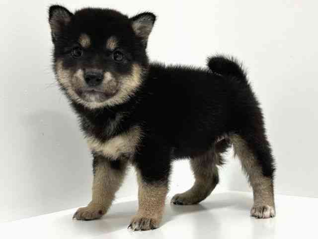 奈良県の柴犬(標準サイズ) (ひごペットフレンドリーイオンモール橿原ウエストビレッジ店/2025年7月15日生まれ/女の子/黒)の子犬の2枚目の画像