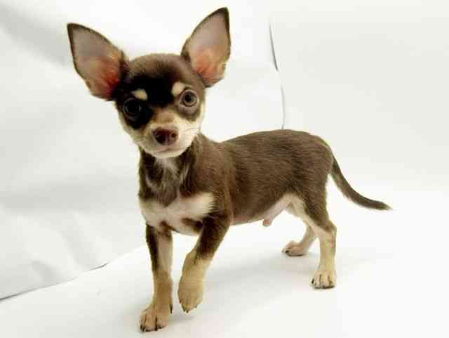 大阪府のチワワ(スムース) (ひごペットフレンドリーみのおキューズモール店/2025年7月18日生まれ/男の子/チョコレートタン)の子犬の2枚目の画像