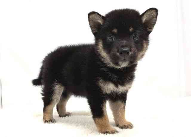 広島県の柴犬(標準サイズ) (ひごペットフレンドリーゆめタウン廿日市店/2025年7月19日生まれ/男の子/黒)の子犬の2枚目の画像