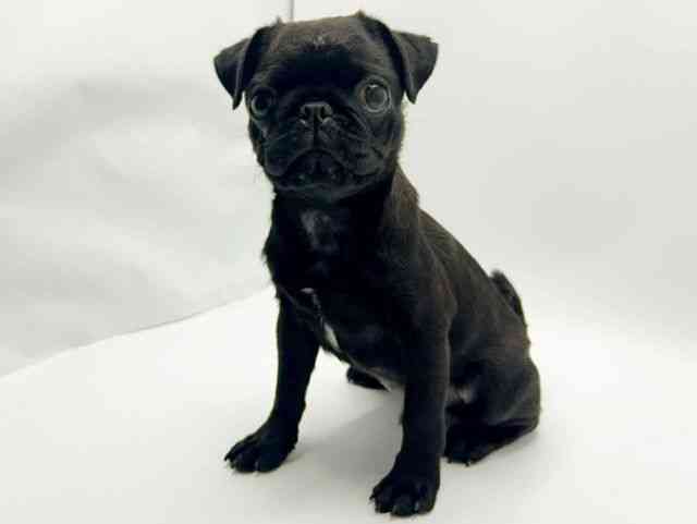 大阪府のパグ (ひごペットフレンドリーみのおキューズモール店/2025年7月16日生まれ/男の子/ブラック)の子犬の2枚目の画像