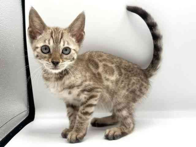 愛知県のベンガル (ひごペットフレンドリープライムツリー赤池店/2025年7月20日生まれ/男の子/シールリンクススポテッドタビー)の子猫の2枚目の画像