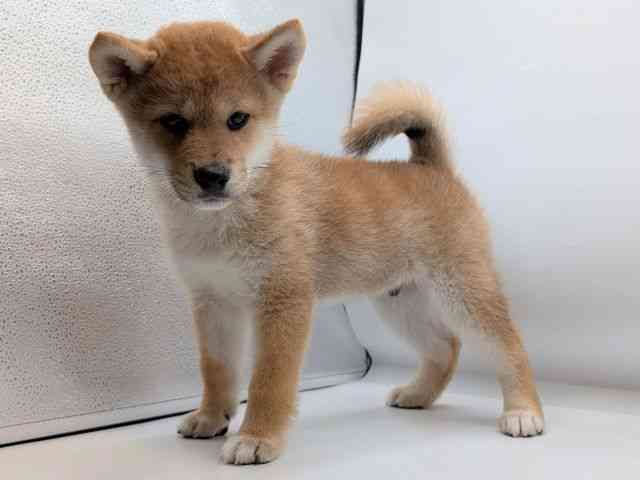 香川県の柴犬(標準サイズ) (ひごペットフレンドリーゆめタウン高松店/2025年7月19日生まれ/男の子/赤)の子犬の2枚目の画像
