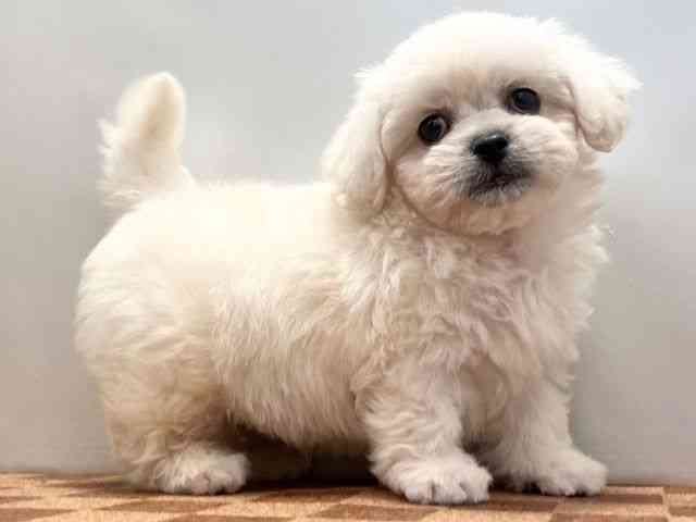 愛媛県のハーフ犬・ミックス犬 (ひごペットフレンドリーエミフルMASAKI店/2025年7月19日生まれ/男の子/ホワイト)の子犬の2枚目の画像