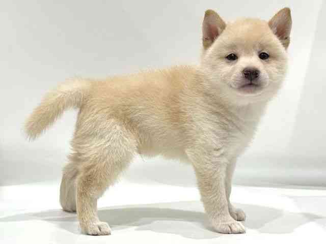 愛知県の柴犬(標準サイズ) (ひごペットフレンドリーヴィアモール アピタ江南西店/2025年7月18日生まれ/男の子/白)の子犬の2枚目の画像