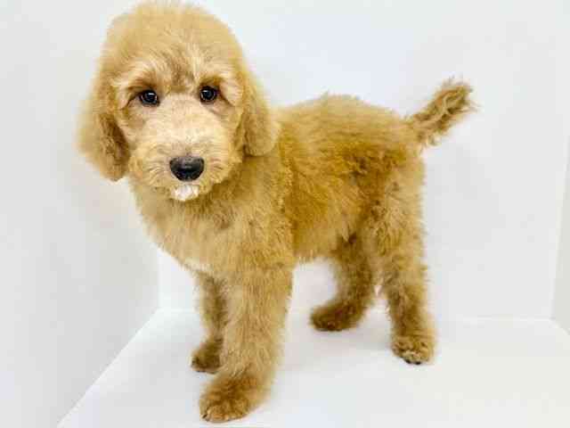 大阪府のスタンダードプードル (ひごペットフレンドリーいこらもーる泉佐野店/2025年7月21日生まれ/男の子/アプリコット)の子犬の2枚目の画像