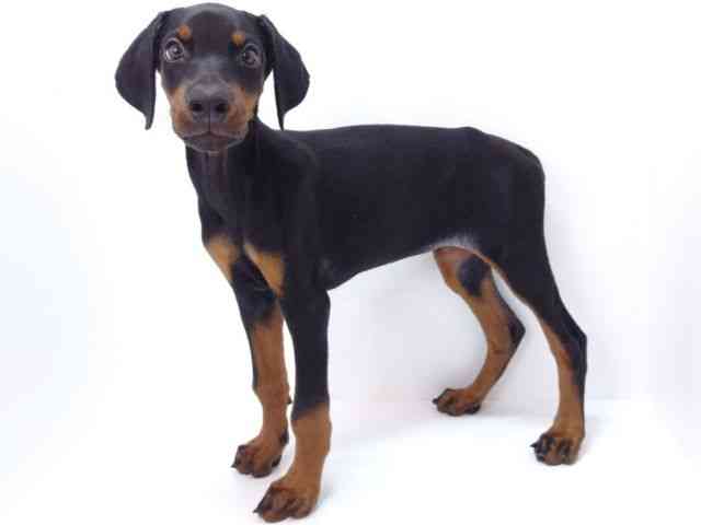 大阪府のドーベルマン (ひごペットフレンドリーいこらもーる泉佐野店/2025年7月23日生まれ/女の子/ブラックタン)の子犬の2枚目の画像