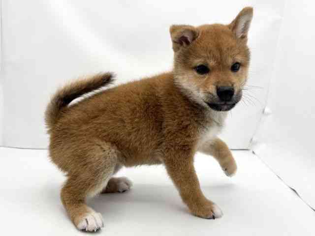 兵庫県の柴犬(標準サイズ) (ひごペットフレンドリークラウンパーク伊丹店/2025年7月24日生まれ/女の子/赤)の子犬の2枚目の画像