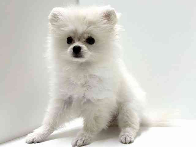 愛知県のポメラニアン (ひごペットフレンドリーららぽーと名古屋みなとアクルス店/2025年7月19日生まれ/男の子/クリーム)の子犬の2枚目の画像