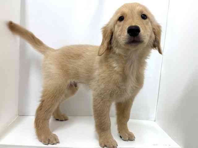 大阪府のゴールデンレトリバー (ひごペットフレンドリーベルファ2都島店/2025年7月25日生まれ/男の子/ゴールデン)の子犬の2枚目の画像