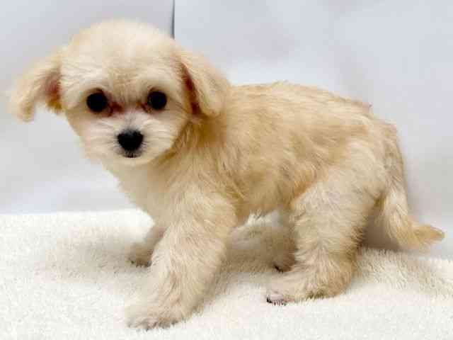 広島県のチワプー/プーチー(チワワ×プードル) (ひごペットフレンドリーゆめタウン廿日市店/2025年7月26日生まれ/女の子/アプリコット)の子犬の2枚目の画像