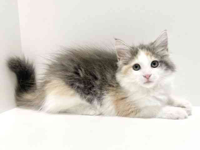 大阪府のサイベリアン (ひごペットフレンドリーイオン高槻店/2025年7月27日生まれ/女の子/ブルーパッチドタビーホワイト)の子猫の2枚目の画像