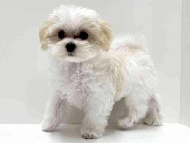 愛知県のマルプー(マルチーズ×プードル) (ひごペットフレンドリーららぽーと名古屋みなとアクルス店/2025年7月27日生まれ/男の子/クリームホワイト)の子犬の2枚目の画像