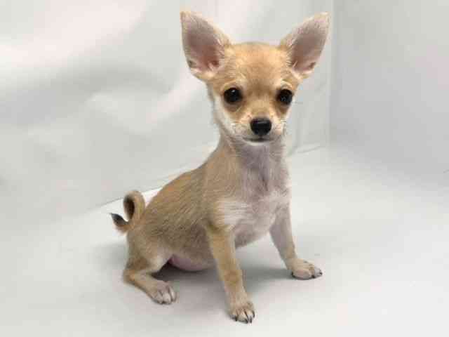 京都府のポメチワ/チワポメ/ポメチー(ポメラニアン×チワワ) (ひごペットフレンドリー洛北阪急スクエア店/2025年7月25日生まれ/女の子/フォーン)の子犬の2枚目の画像