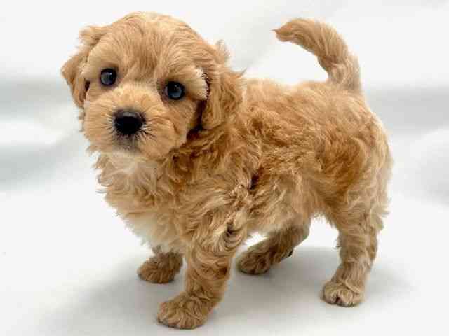 大阪府のハーフ犬・ミックス犬 (ひごペットフレンドリー東淀川店/2025年7月27日生まれ/男の子/クリーム)の子犬の2枚目の画像