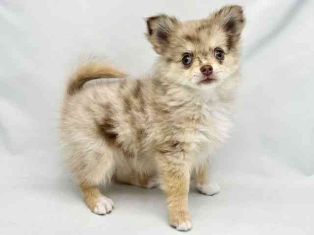 大阪府のポメチワ/チワポメ/ポメチー(ポメラニアン×チワワ) (ひごペットフレンドリーイトーヨーカドー津久野店/2025年7月25日生まれ/女の子/チョコレートマール)の子犬の2枚目の画像