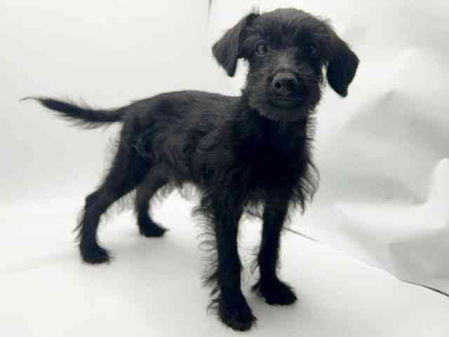 大阪府のハーフ犬・ミックス犬 (ひごペットフレンドリーみのおキューズモール店/2025年7月24日生まれ/男の子/ブラック)の子犬の2枚目の画像